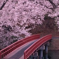 Beautiful Pink Blossoms & Red Bridge