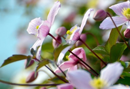 Summer Flowers - summer, sky, pink, flowers, leaves, yellow, stems