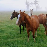 Beautiful Grazing Horses