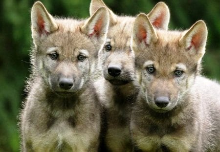 Wolf Cubs - wildlife, wolves, predator, baby