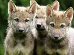 Wolf Cubs