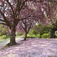 Pink Blossoms