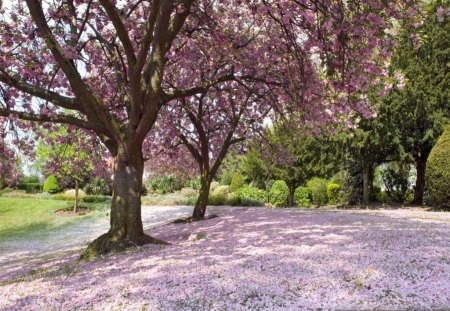 Pink Blossoms - flowers, trees, pink blossoms, japanese pink blossoms