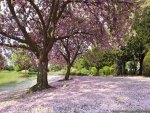 Pink Blossoms