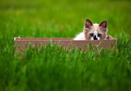 Sweet Kitty - pretty, cat face, blue, cat eyes, eyes, grass, kitten, cats, face, box, blue eyes, beautiful, beauty, lovely, love, sweet, cat, green, cute, adorable, animals, kitty