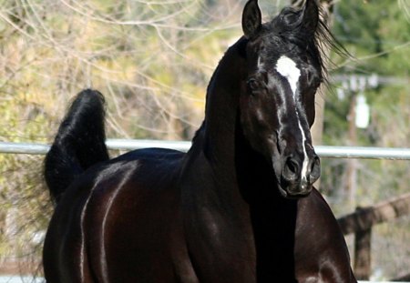 Egyptian Horse - nature, wildlife, egypt, animals, black horse, pets, stallion