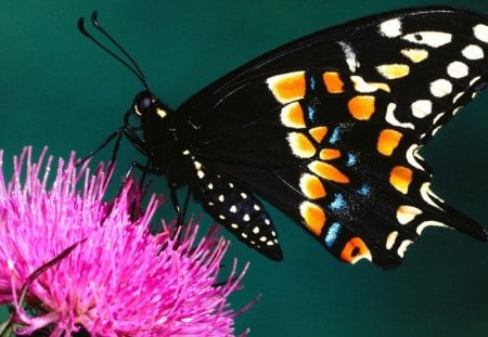 BEAUTIFUL BLACK - flowers, insects, gardens, butterflies, colourful