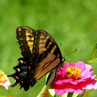 FLOWER AND BUTTERFLY