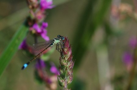 DANCE OF THE DRAGONFLY - flowers, insects, dragonflies, blue, beautiful, gardens, plants