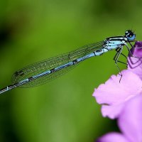 KISS FROM A DRAGONFLY