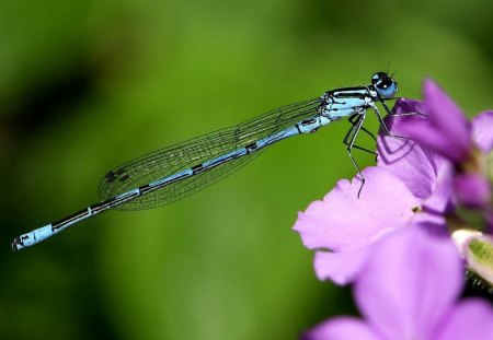 KISS FROM A DRAGONFLY - flowers, insects, dragonflies, wings, gardens