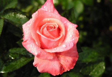 The Blushing Rose - flower, rose, pretty, pink, spring