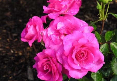 Cluster of Pink Roses - flowers, lovely, roses, pink