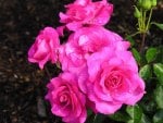 Cluster of Pink Roses