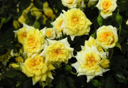 Yellow Roses - flowers, yellow, roses, petals