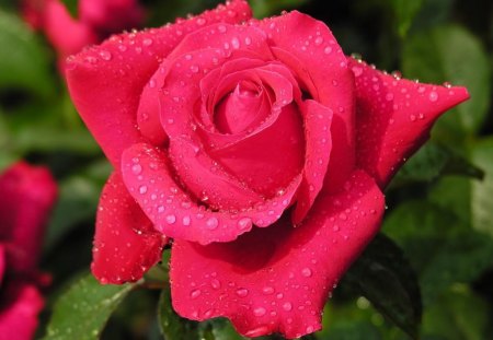 The Bewitching Rose - rose, flower, water, pink