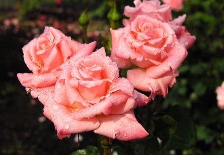 Angelic Roses - flowers, pretty, roses, pink