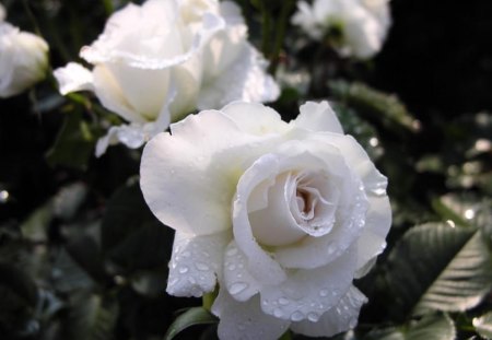 White Roses - angelic, white, roses, pure