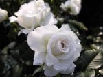 White Roses