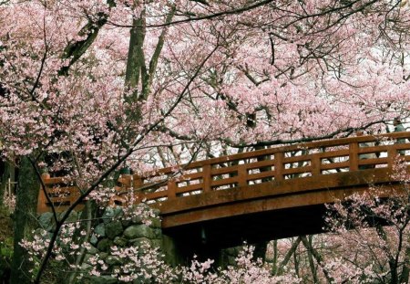 Pink Cherry Blossoms