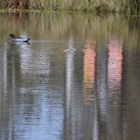 Lovely winters day a duck and a pretty reflection