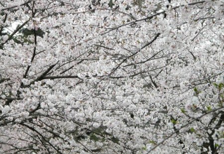 Cherry Blossoms - flowers, lovely, trees, magical