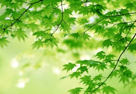 Green Spring Leaves - peaceful, nature, green, leaves