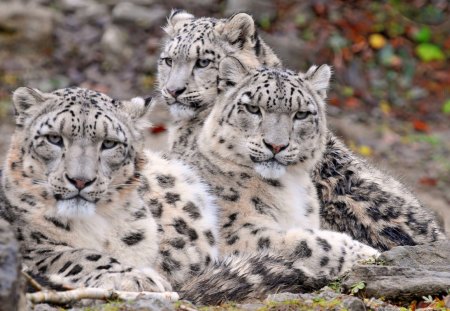 a_happy_family_of_snow_leopards - leopards, branches, animals, rocks