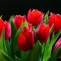 Ruby tulips