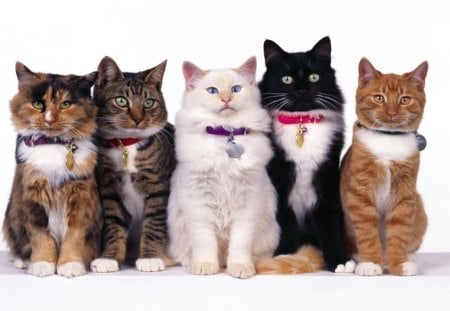 Cats_line_up - tags, cute, collors, cats