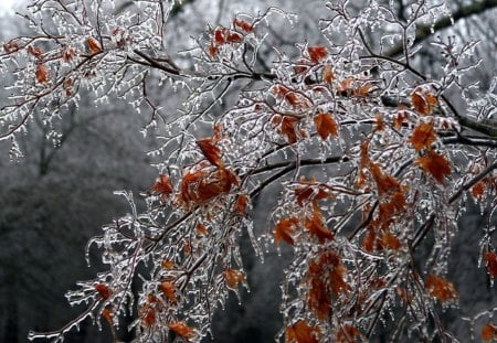 japanese_maple - white, trees, nature, leaves