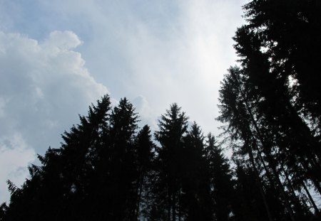 Trees - sky, trees, clouds, shadow