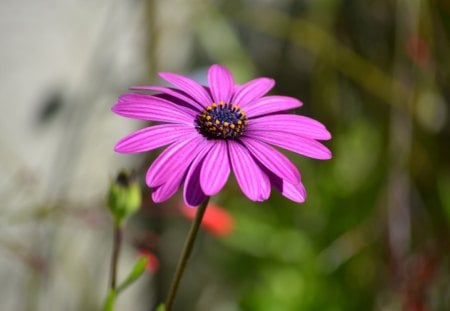 Daisy - purple, daisy, flower, photography