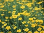 Yellow Chrysanthemums