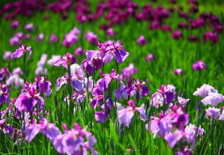 Sun Kissed Irises - flowers, irises, nature, purple, beautiful, spring