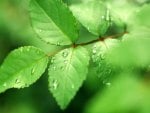 Rain Kissed Verdant Leaves