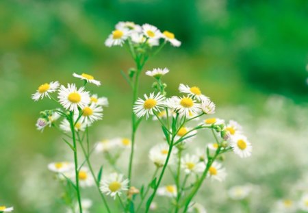 Spring Chrysanthemums - chrysanthemums, flowers, field, spring