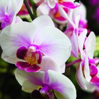 Orchids