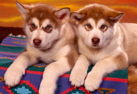 twins - nice, beauty, sold, ninthu, sooo, twins, dog, good