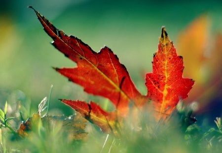 Winter - red leaf, very, winter, beauty, red, nice, down, leaf, super