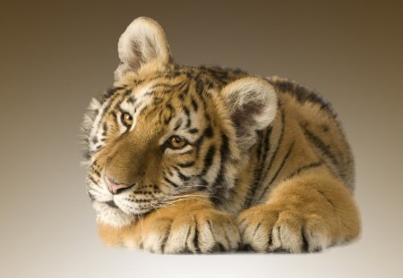 Little Tiger - denger, long, tiger, wonderful, little tiger, little, nice, super, quit