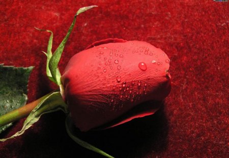 Single Rose - love, single, rose, red