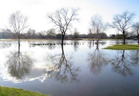 overflow - water, grass, trees, light