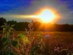 sunrise over a field