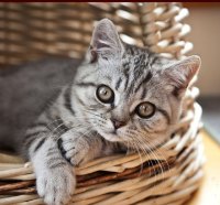 kitty in a basket