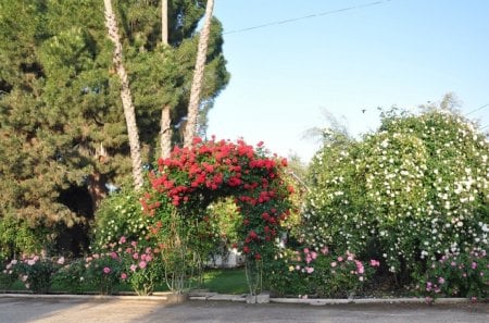 beautiful rose arch - flowers, beautiful, rose arch, blooming