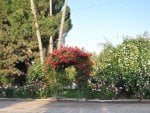 beautiful rose arch