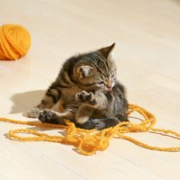 playing kitty