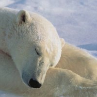 Sleeping White Bear