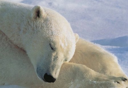 Sleeping White Bear - sleeping, bears, animals, snow